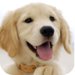 DOGS wallpaper HD + Only the best DOGS wallpapers